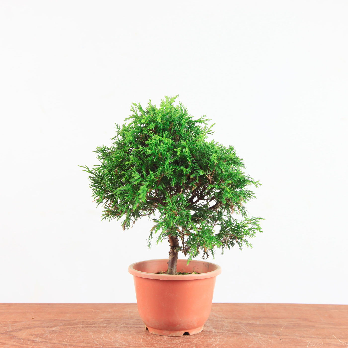 Bonsai Juniperus Chinensis 'itoigawa'