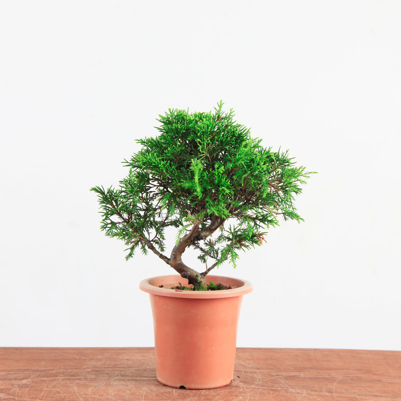 Bonsai Juniperus Chinensis 'itoigawa'