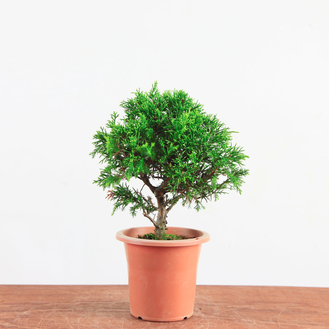Bonsai Juniperus Chinensis 'itoigawa'