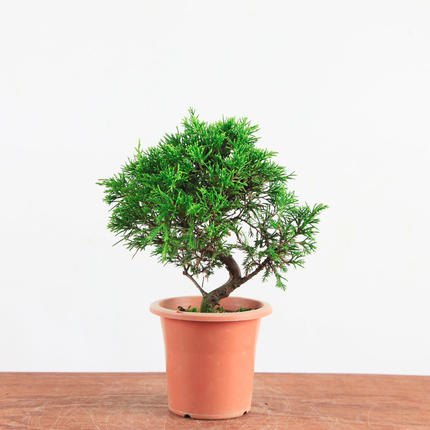 Bonsai Juniperus Chinensis 'itoigawa'