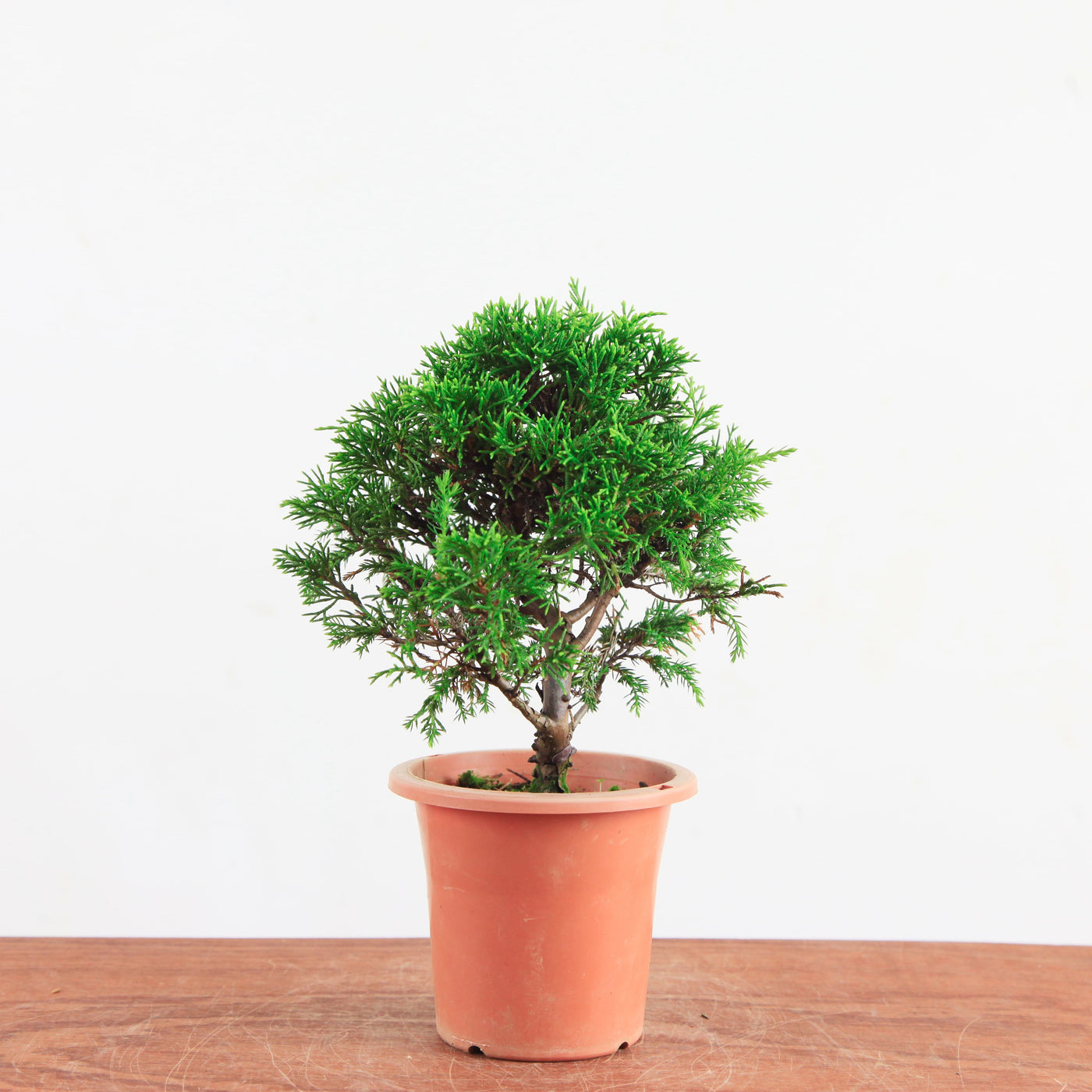 Bonsai Juniperus Chinensis 'itoigawa'
