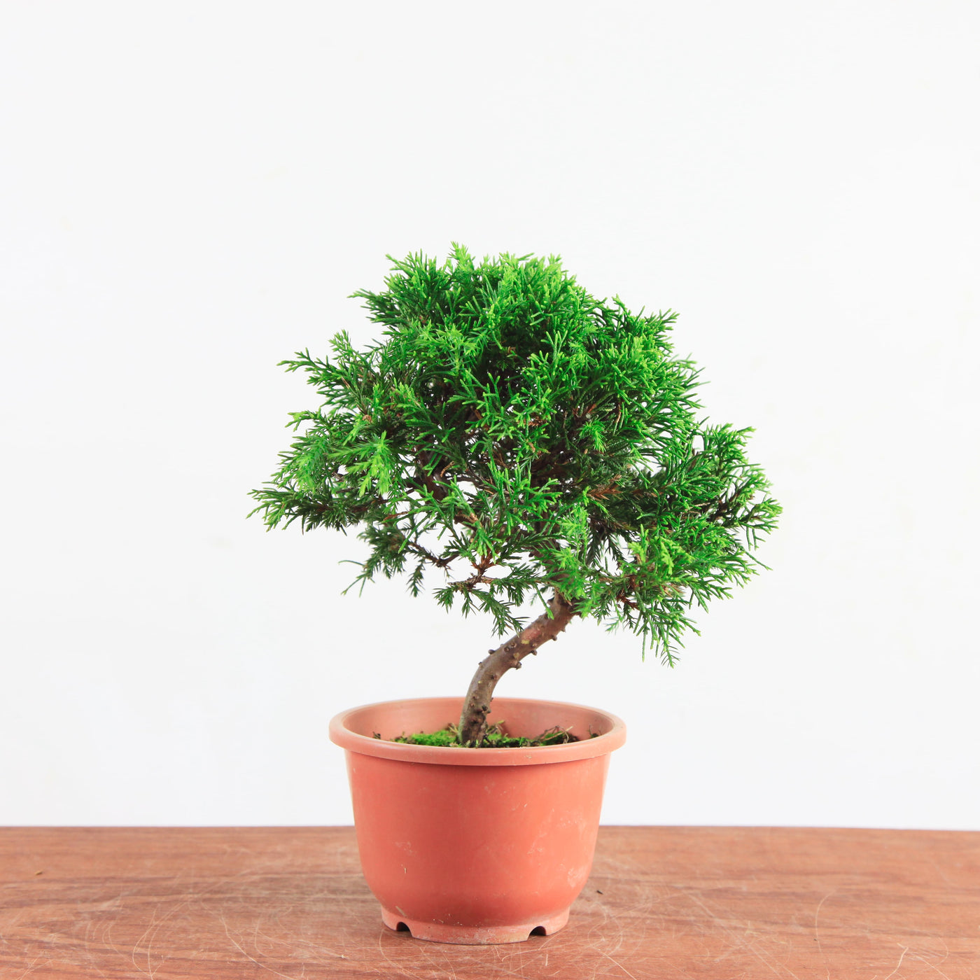 Bonsai Juniperus Chinensis 'itoigawa'