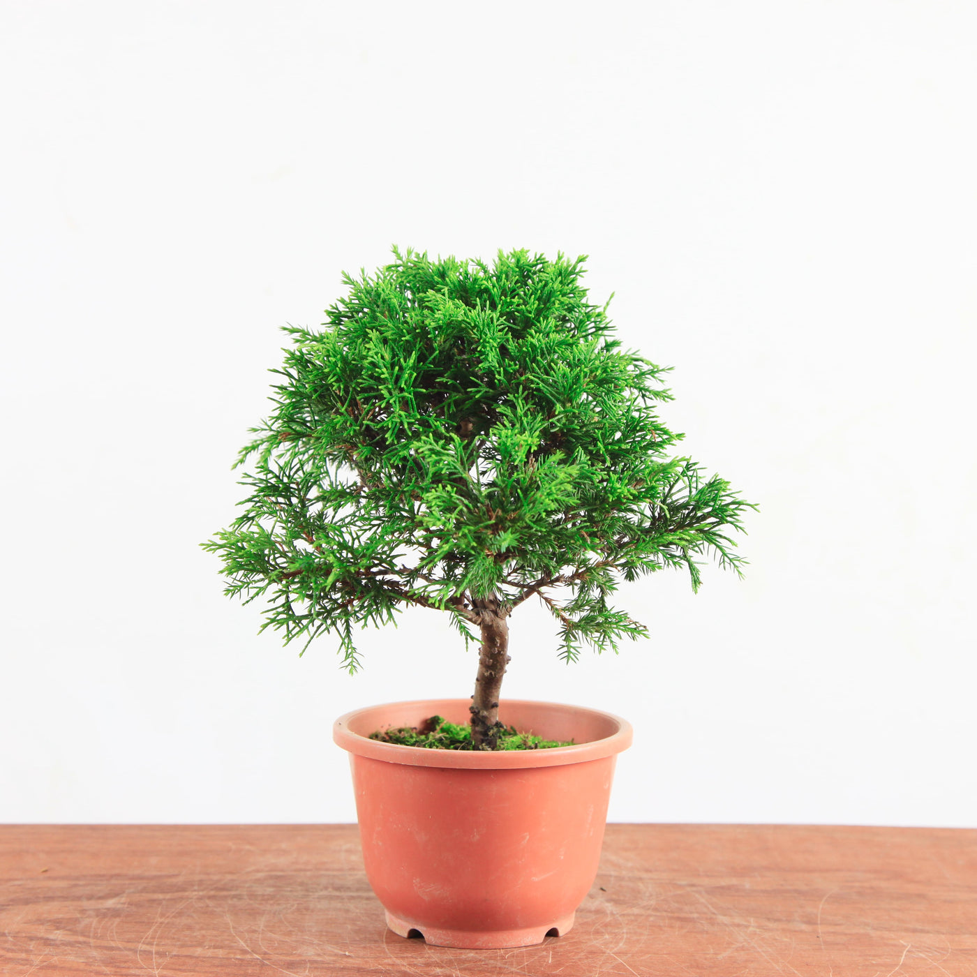 Bonsai Juniperus Chinensis 'itoigawa'