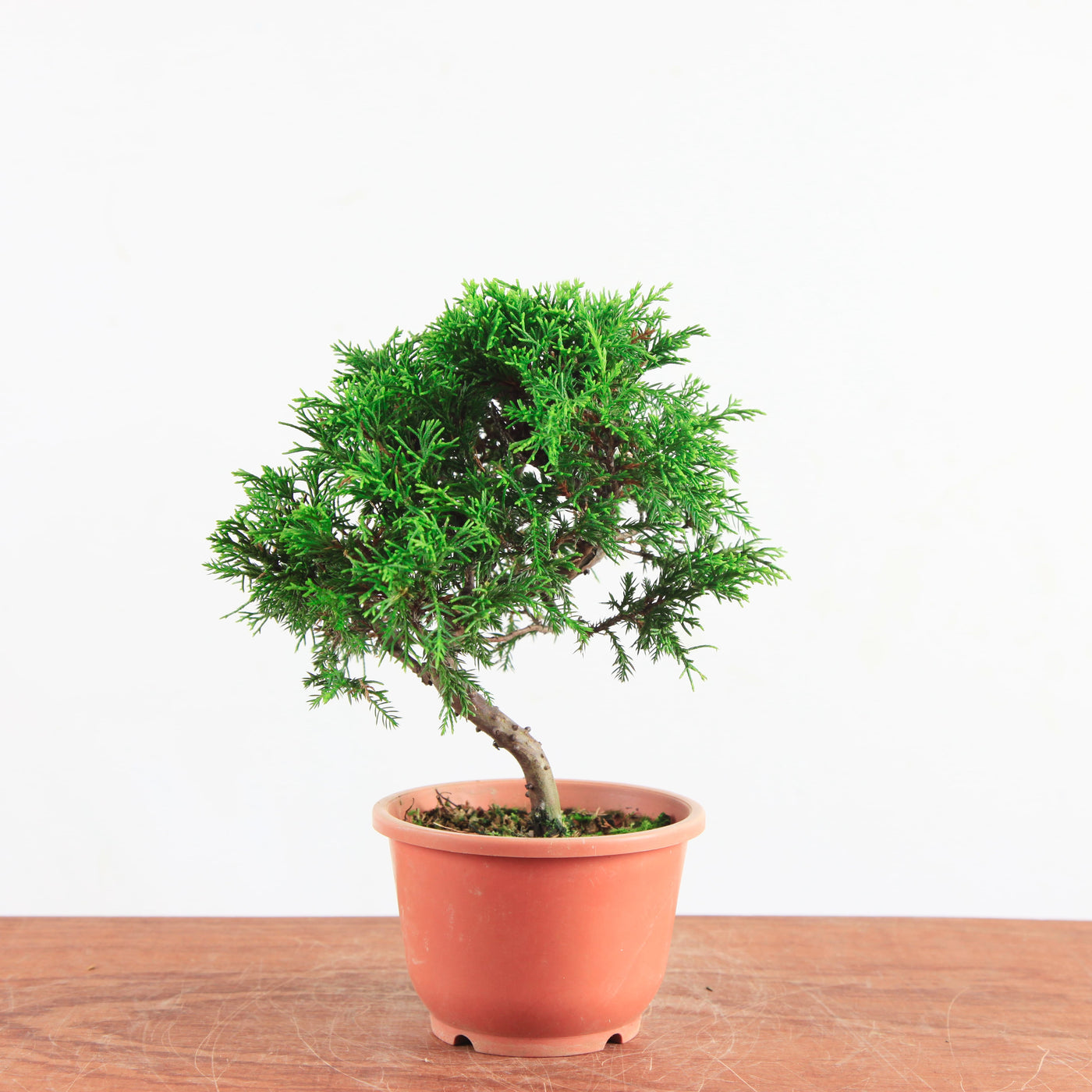 Bonsai Juniperus Chinensis 'itoigawa'