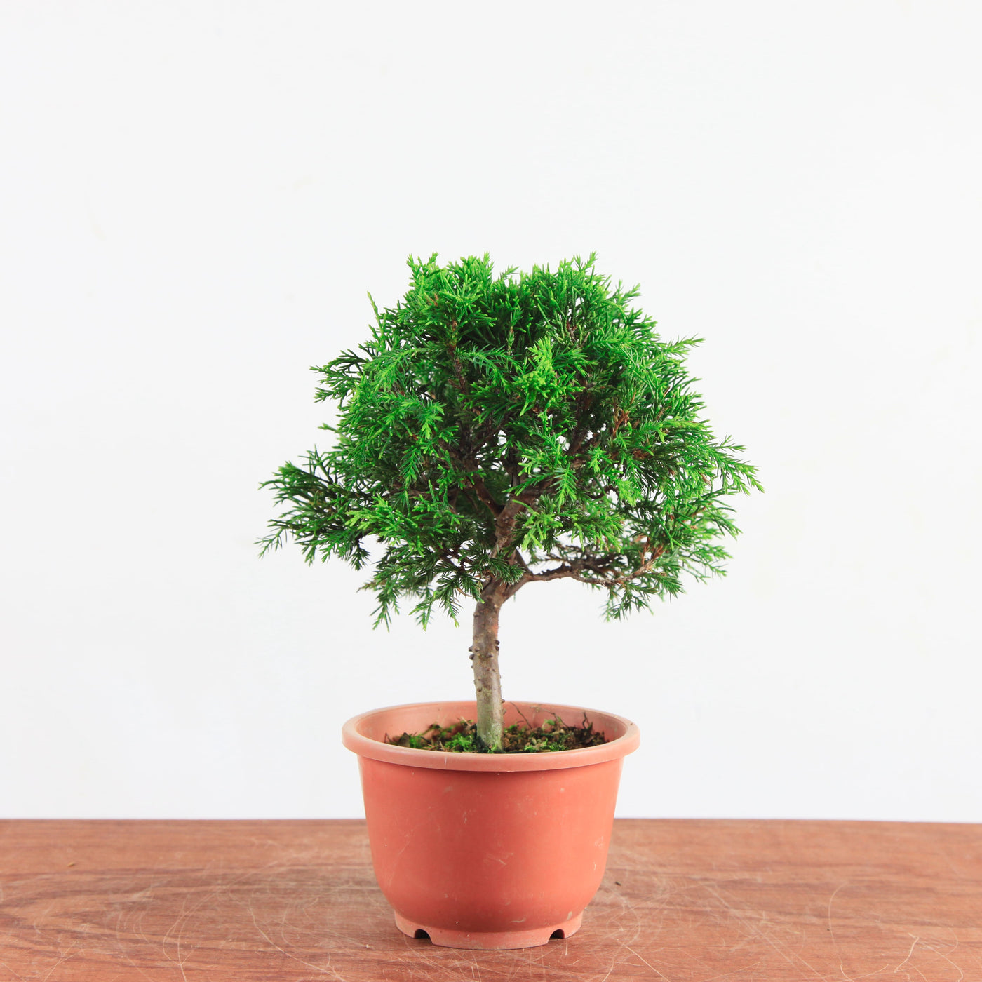 Bonsai Juniperus Chinensis 'itoigawa'