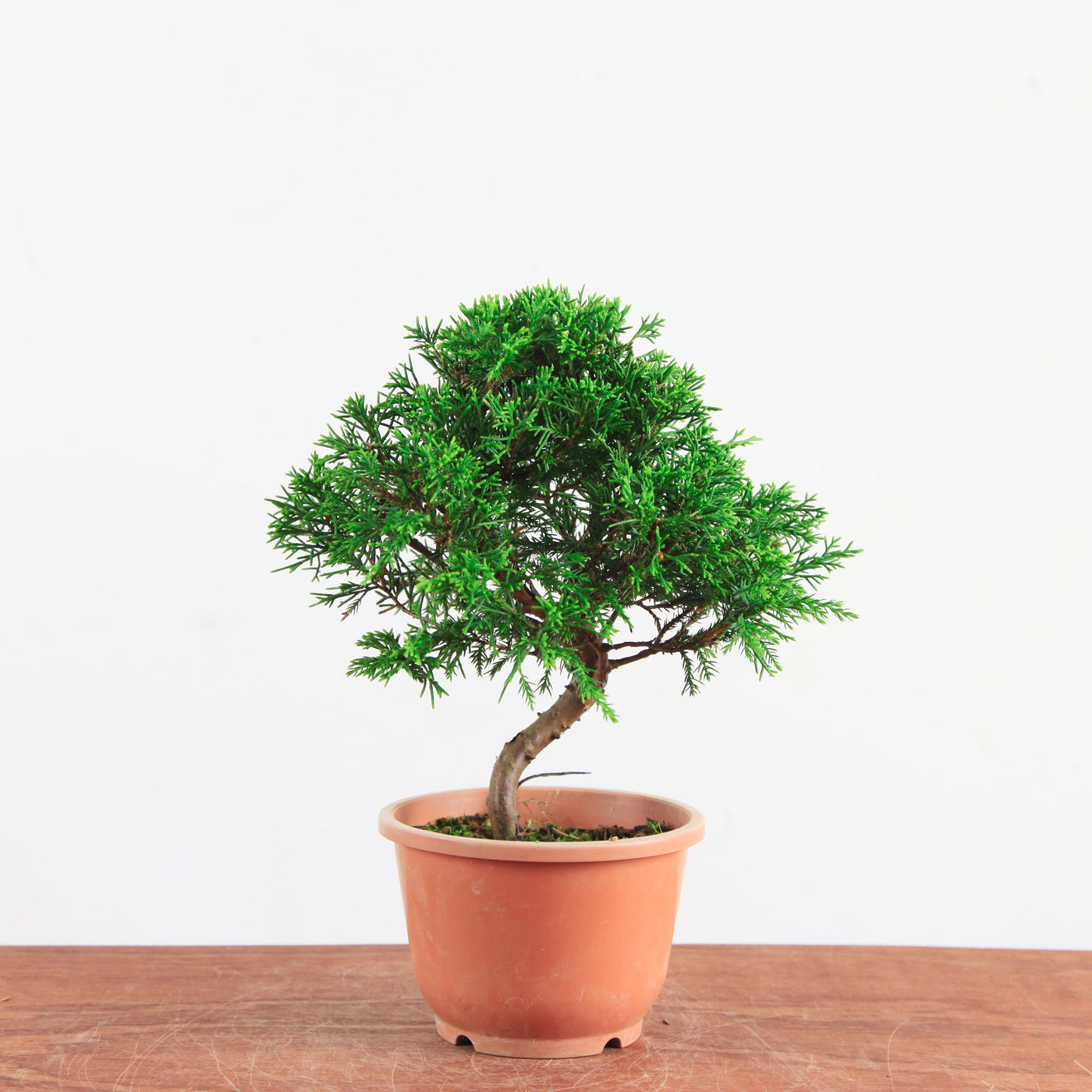 Bonsai Juniperus Chinensis 'itoigawa'
