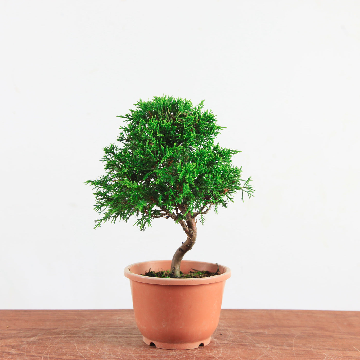 Bonsai Juniperus Chinensis 'itoigawa'