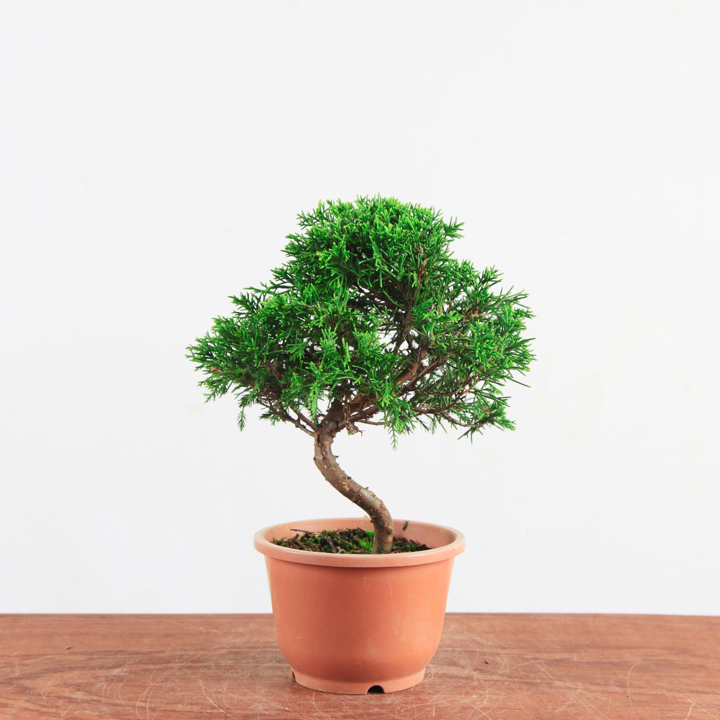 Bonsai Juniperus Chinensis 'itoigawa'