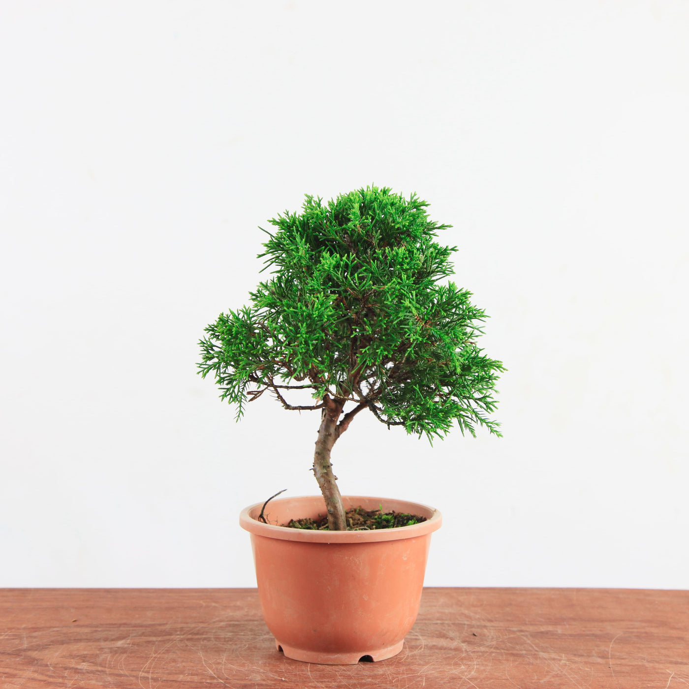 Bonsai Juniperus Chinensis 'itoigawa'