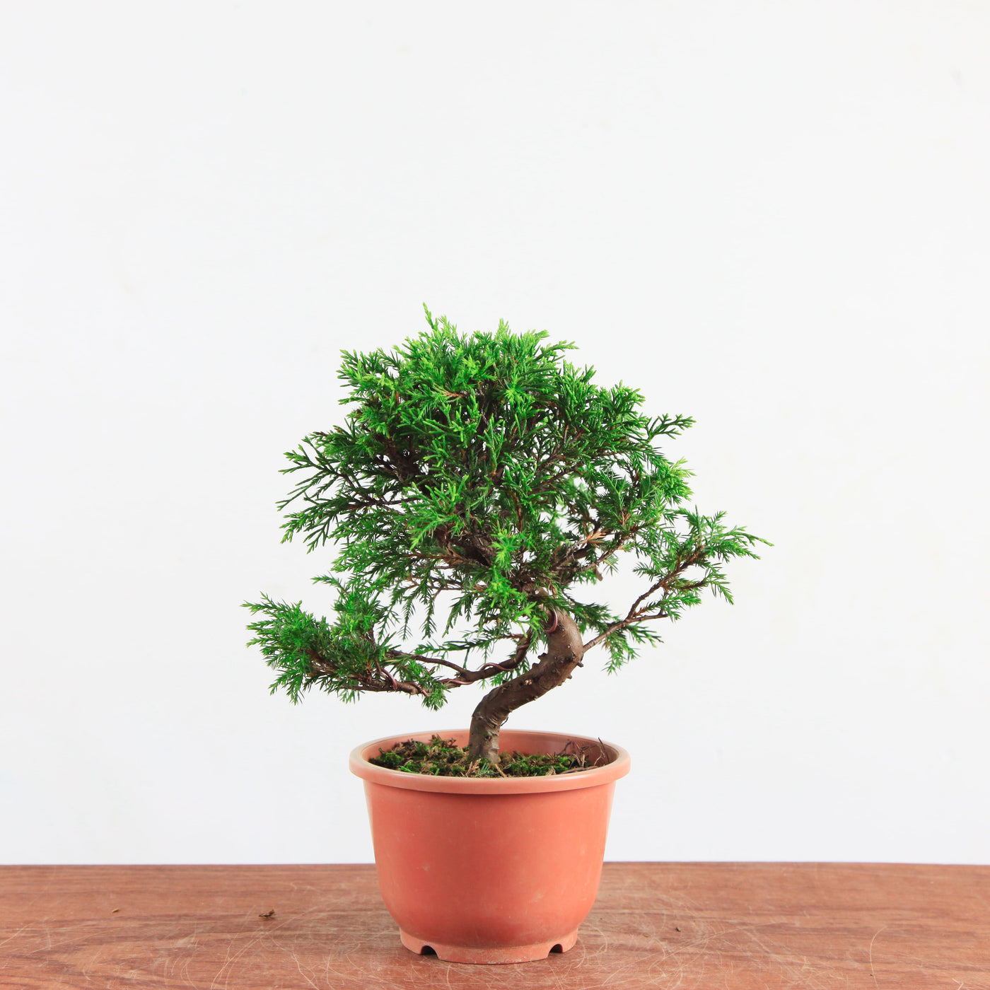 Bonsai Juniperus Chinensis 'itoigawa'