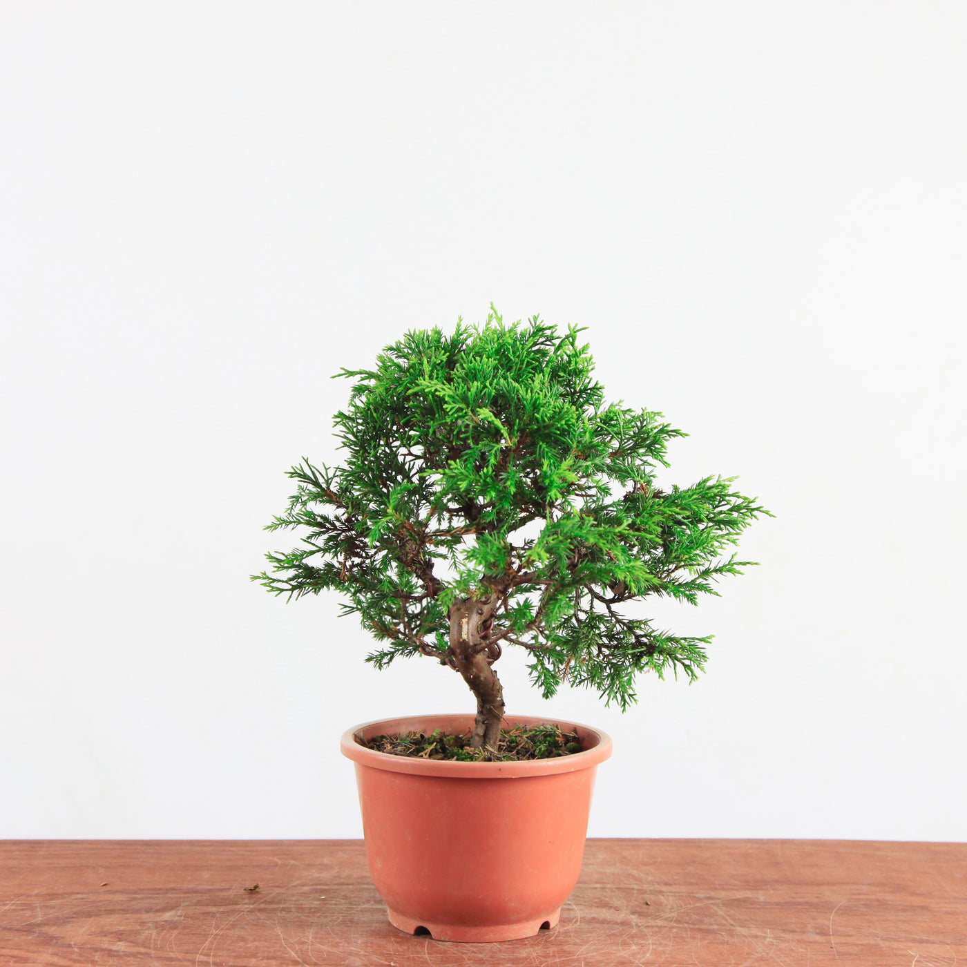Bonsai Juniperus Chinensis 'itoigawa'