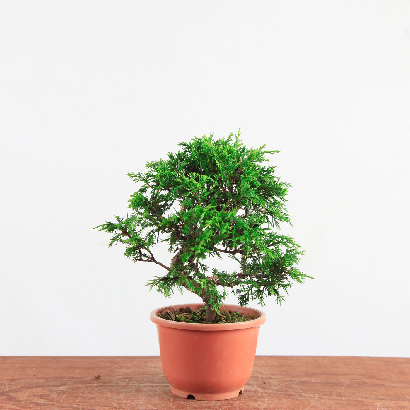 Bonsai Juniperus Chinensis 'itoigawa'