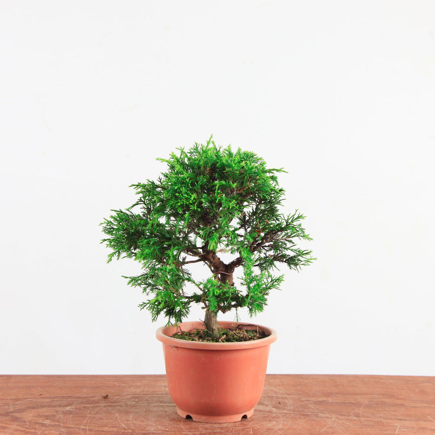Bonsai Juniperus Chinensis 'itoigawa'