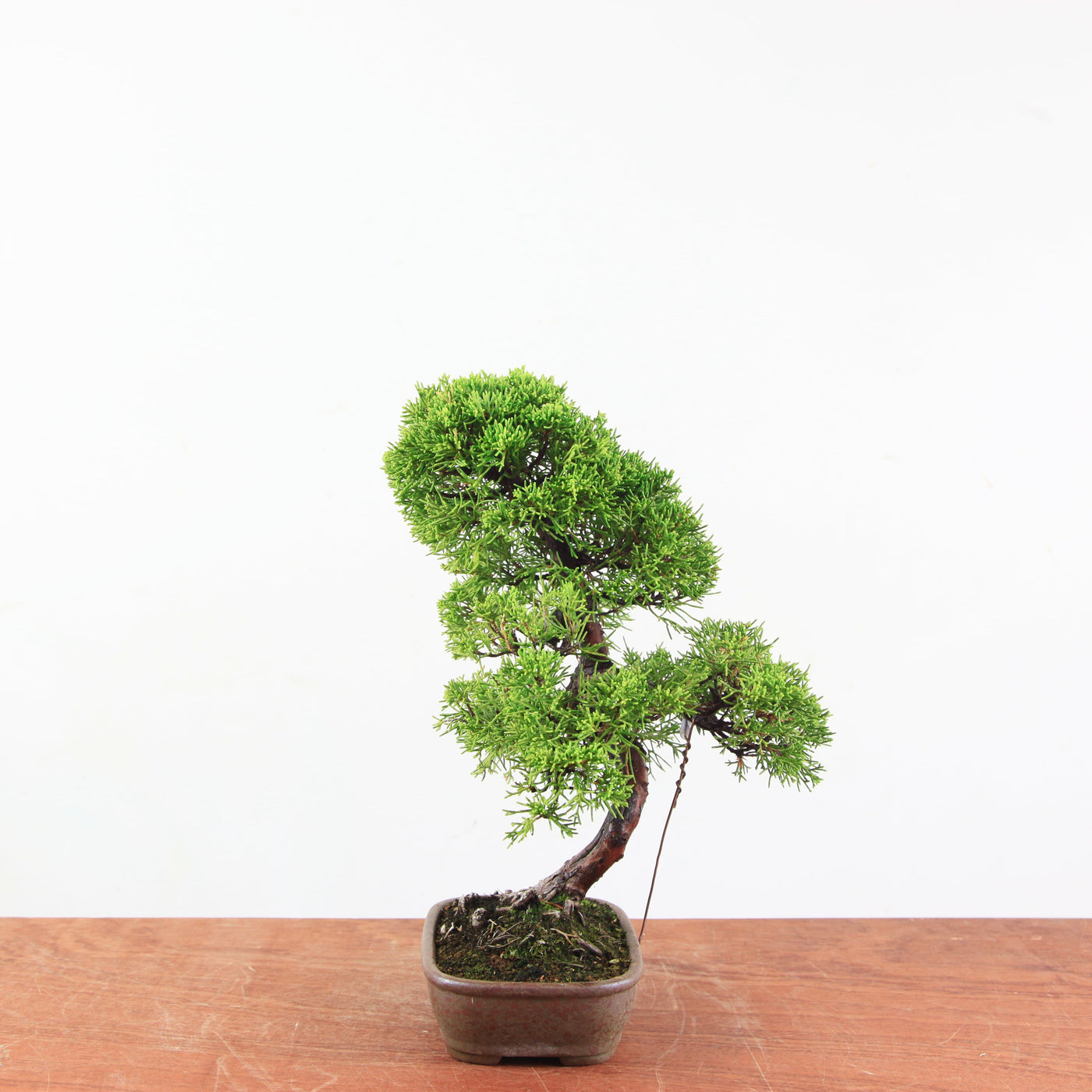 Bonsai Juniperus Chinensis 'itoigawa'