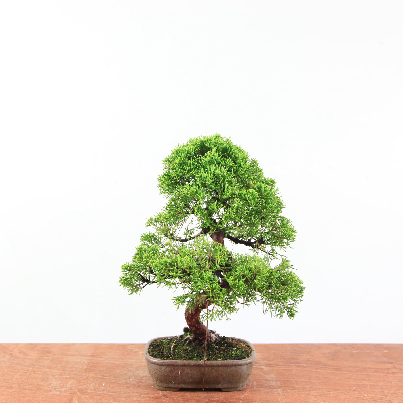 Bonsai Juniperus Chinensis 'itoigawa'