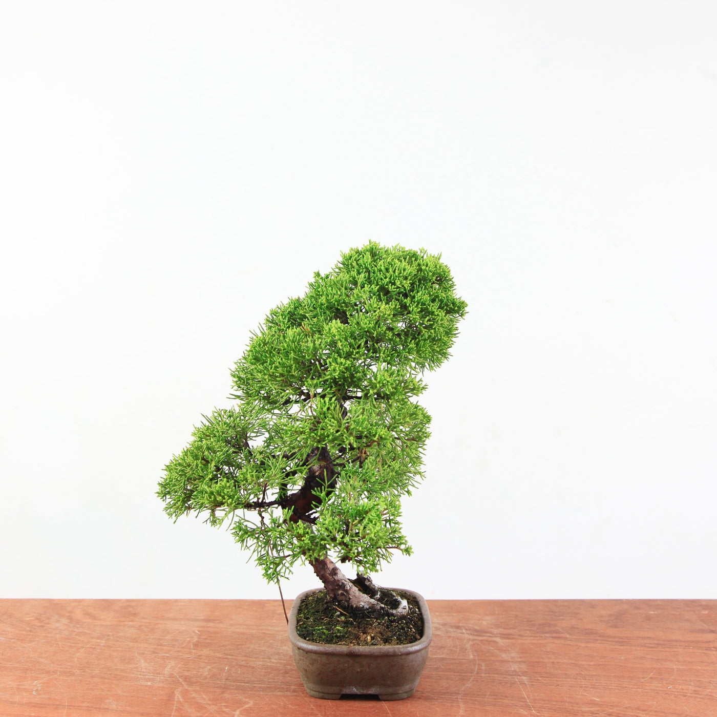 Bonsai Juniperus Chinensis 'itoigawa'