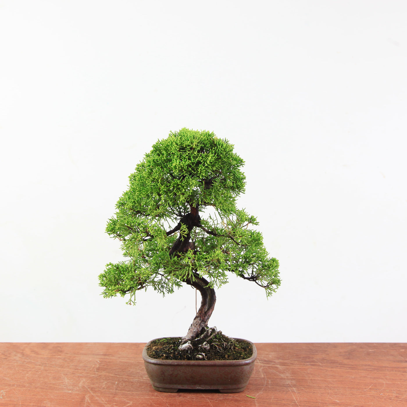 Bonsai Juniperus Chinensis 'itoigawa'