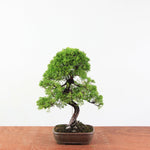 Bonsai Juniperus Chinensis 'itoigawa'