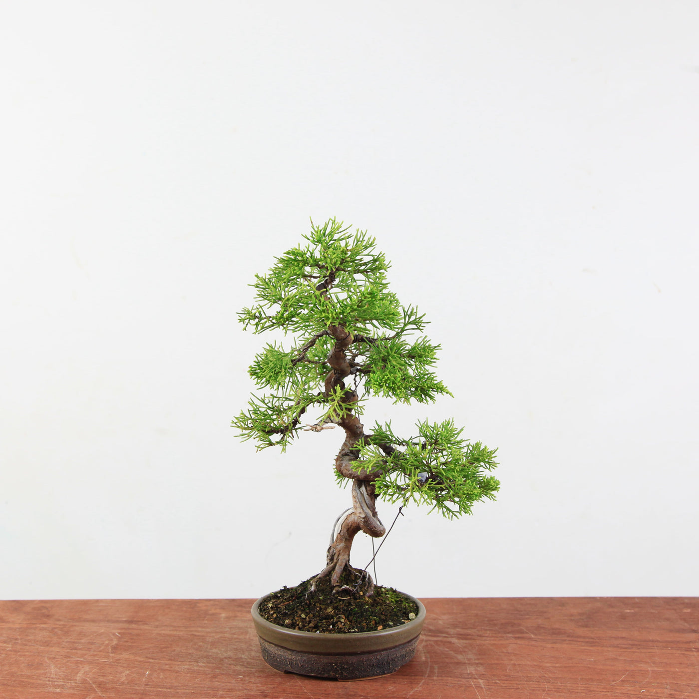 Bonsai Juniperus Chinensis 'itoigawa'