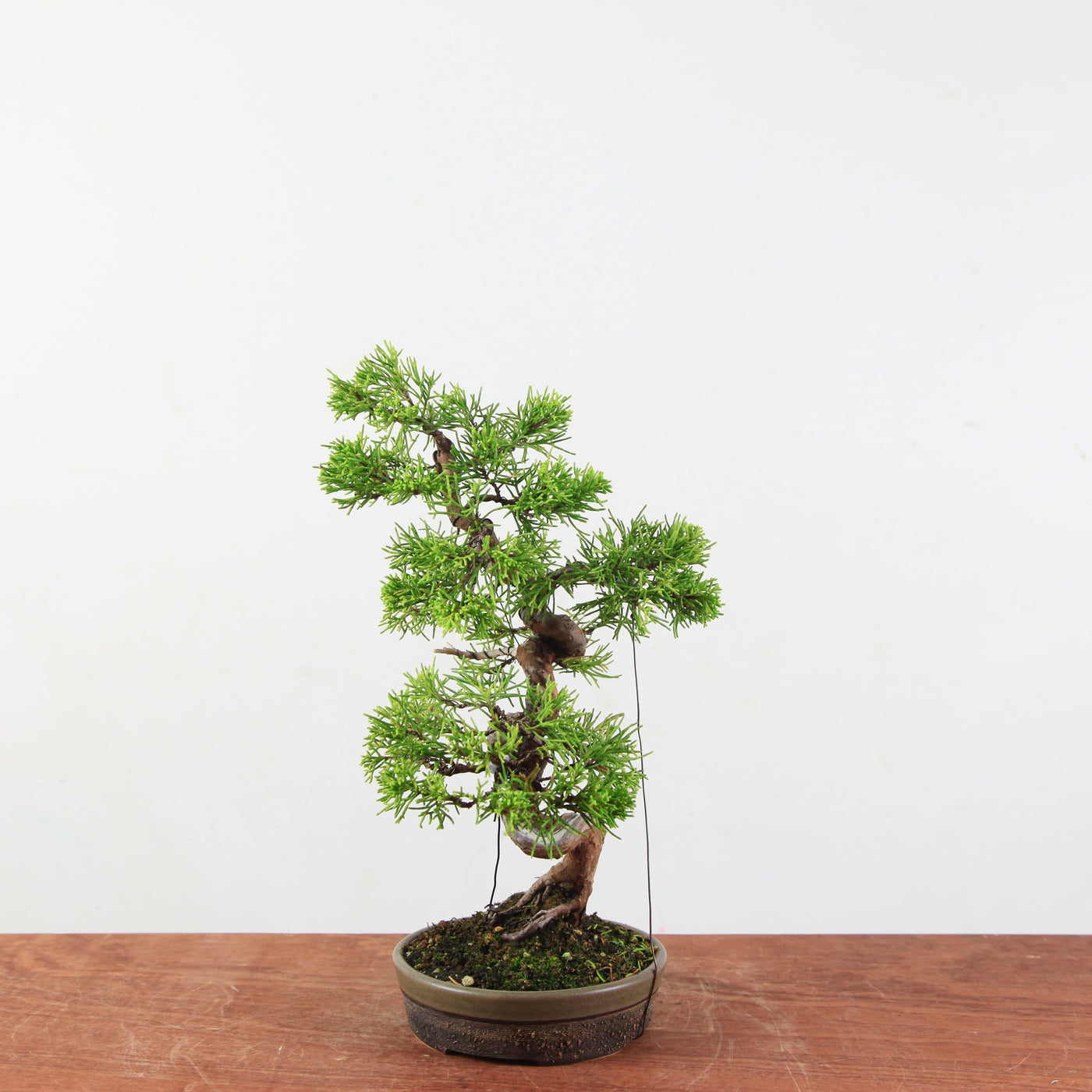 Bonsai Juniperus Chinensis 'itoigawa'