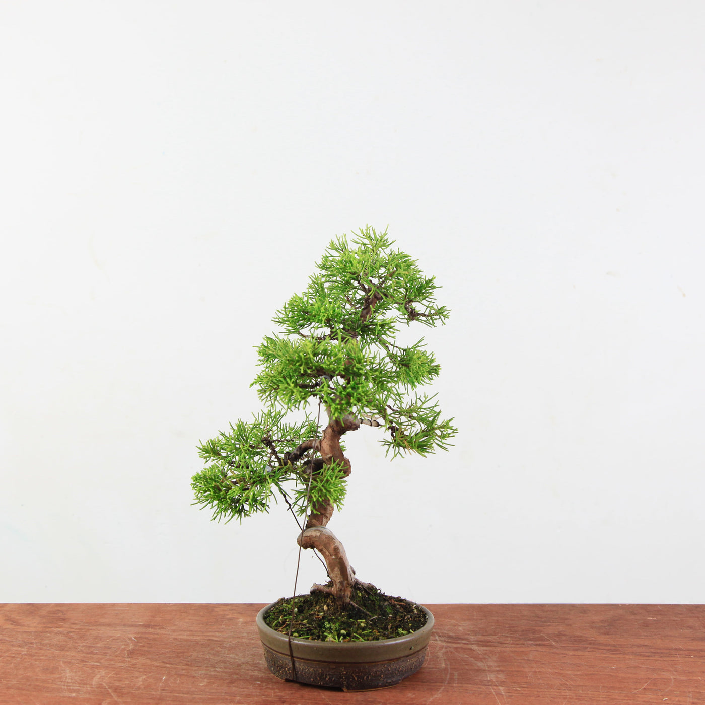 Bonsai Juniperus Chinensis 'itoigawa'