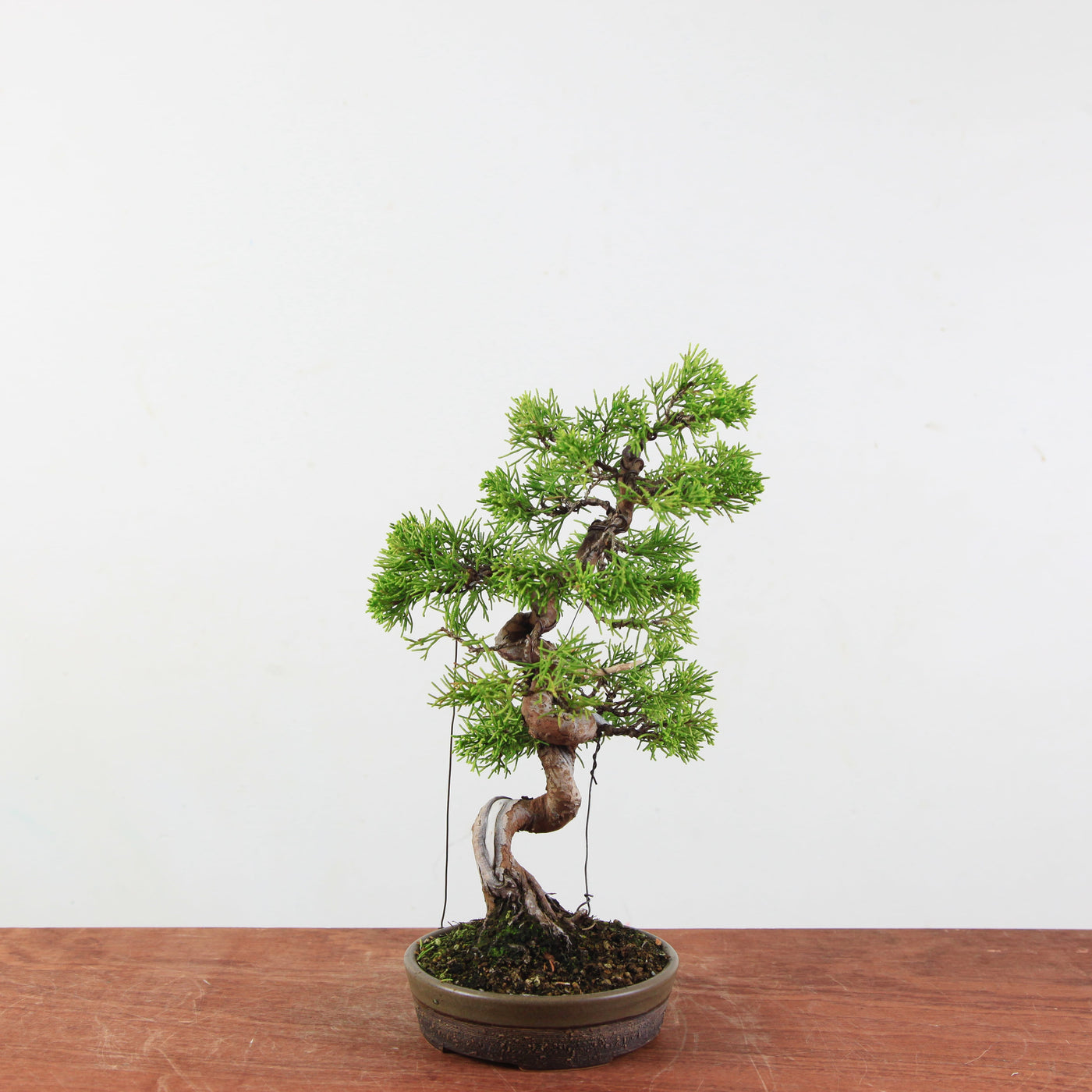 Bonsai Juniperus Chinensis 'itoigawa'