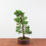Bonsai Juniperus Chinensis