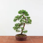 Bonsai Juniperus Chinensis