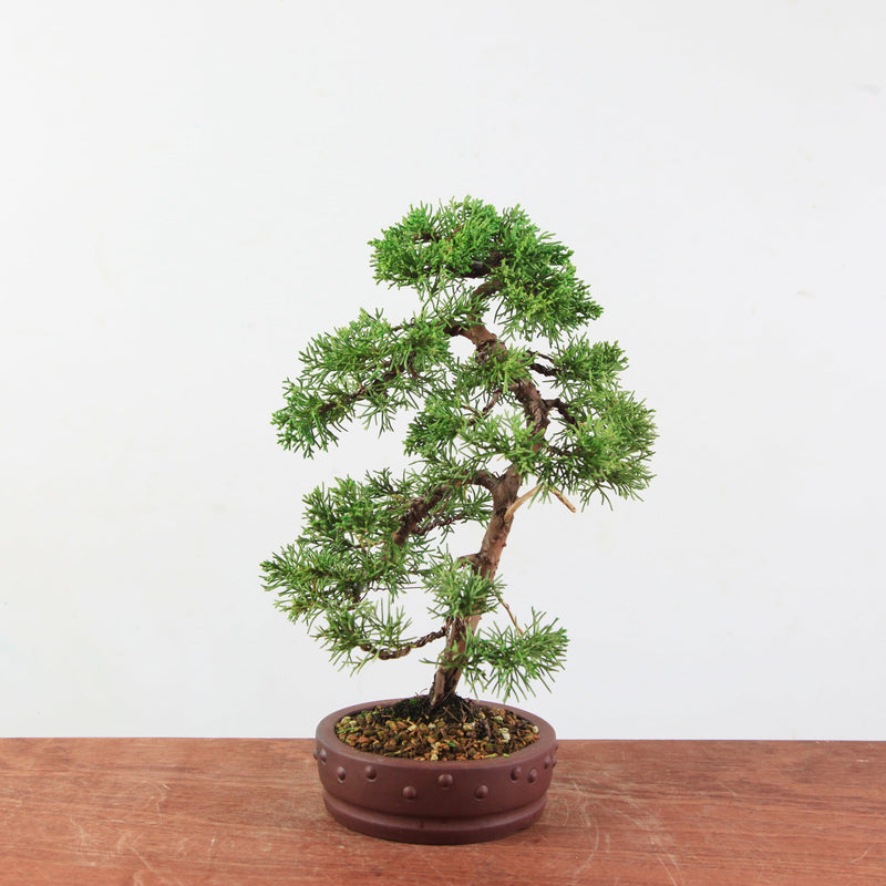 Bonsai Juniperus Chinensis