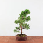 Bonsai Juniperus Chinensis