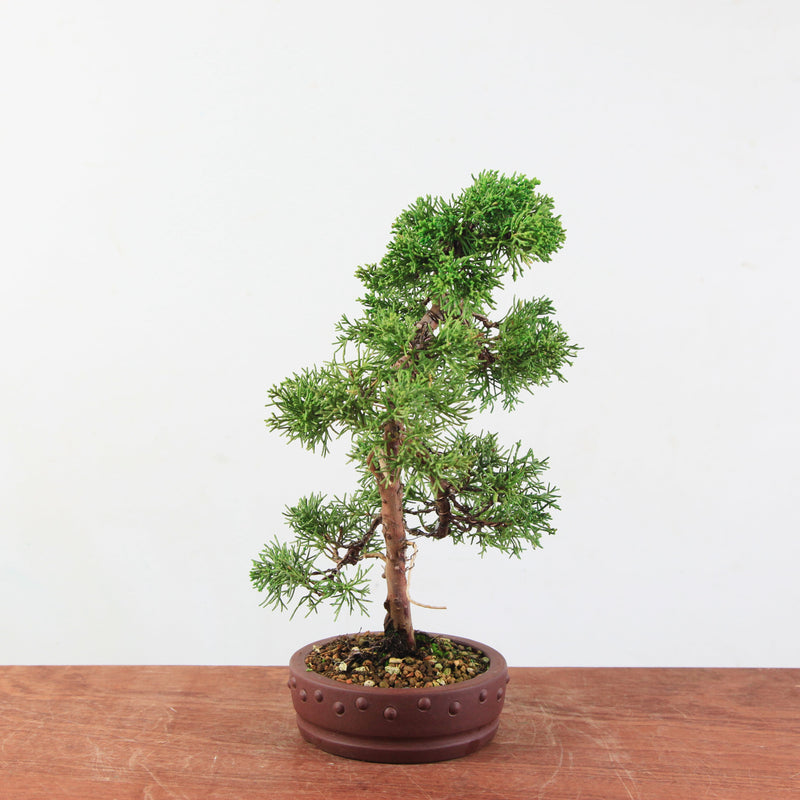 Bonsai Juniperus Chinensis