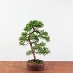 Bonsai Juniperus Chinensis