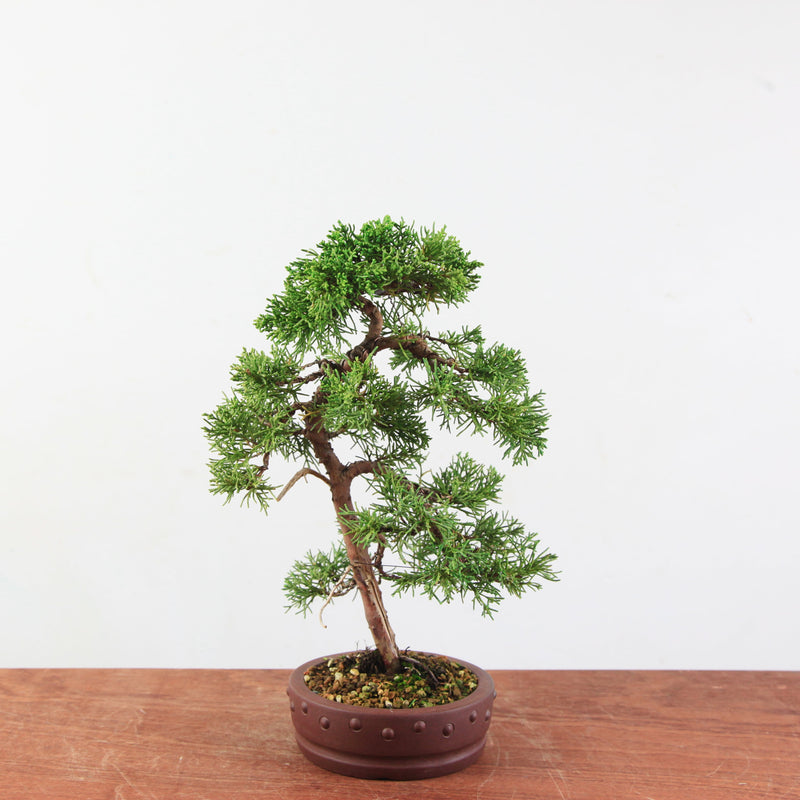 Bonsai Juniperus Chinensis