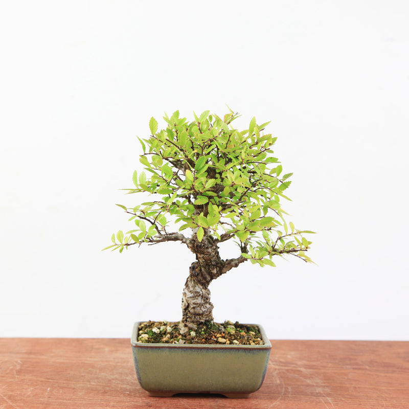 Bonsai Ulmus Corticosa 'Kurkiep'