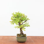 Bonsai Ulmus Corticosa 'Kurkiep'