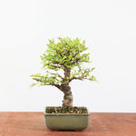 Bonsai Ulmus Corticosa 'Kurkiep'