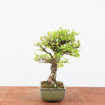 Bonsai Ulmus Corticosa 'Kurkiep'