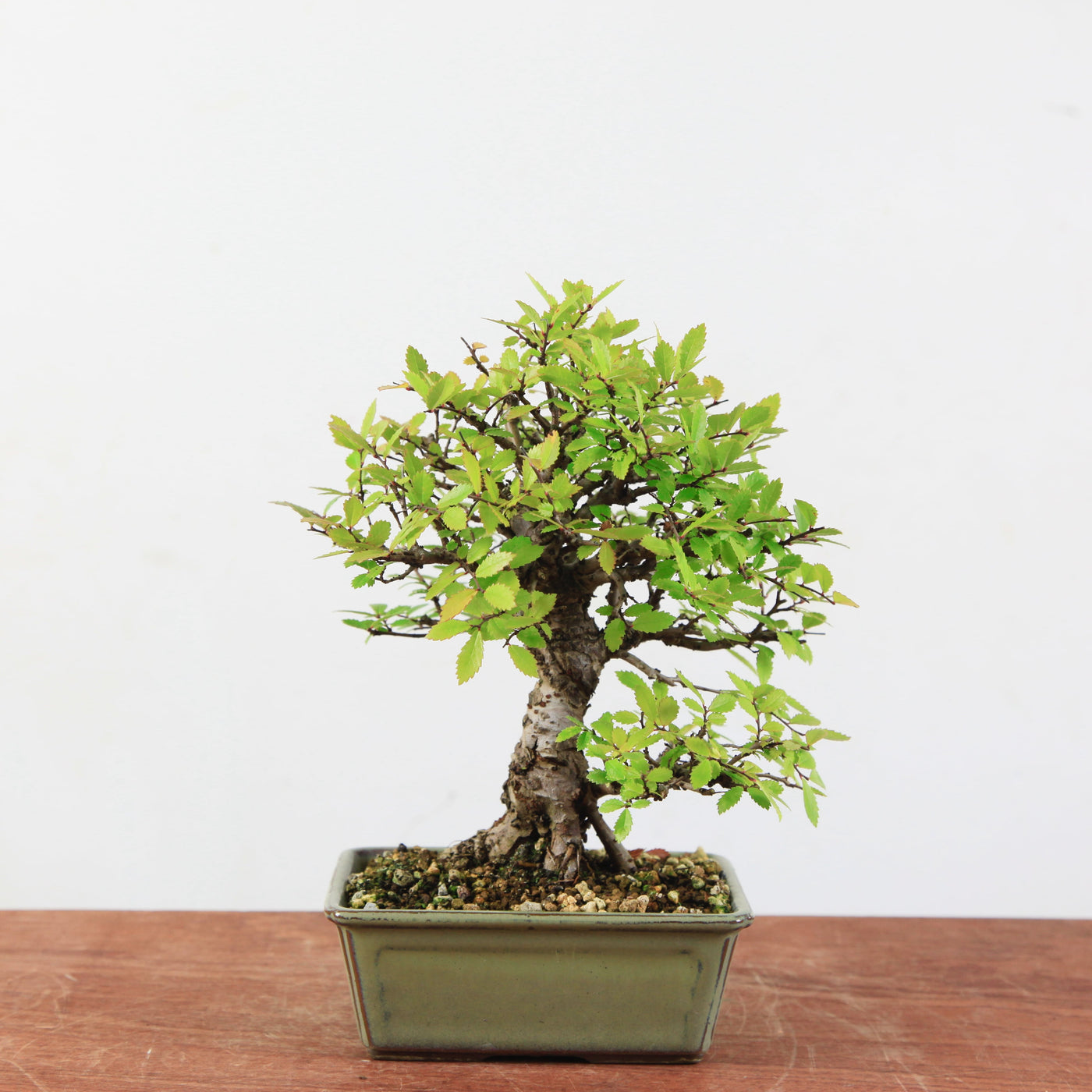 Bonsai Ulmus Corticosa 'Kurkiep'