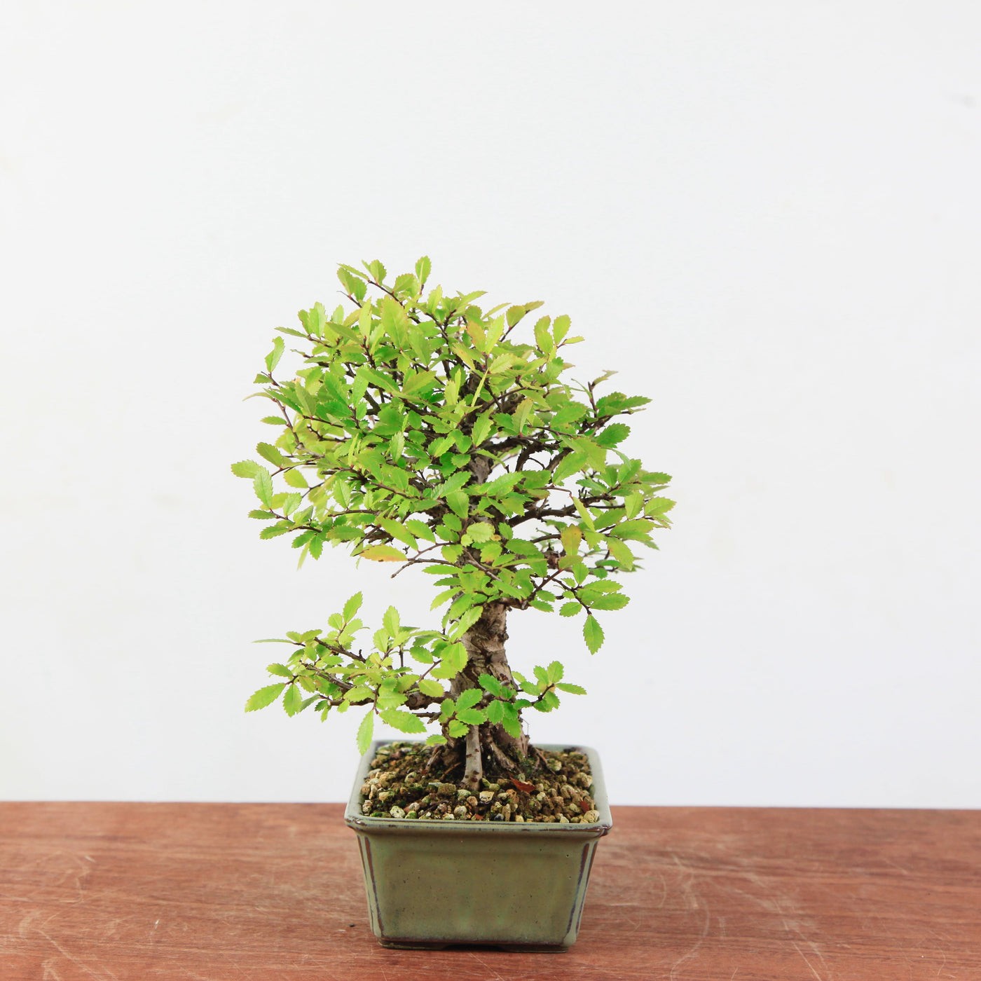 Bonsai Ulmus Corticosa 'Kurkiep'