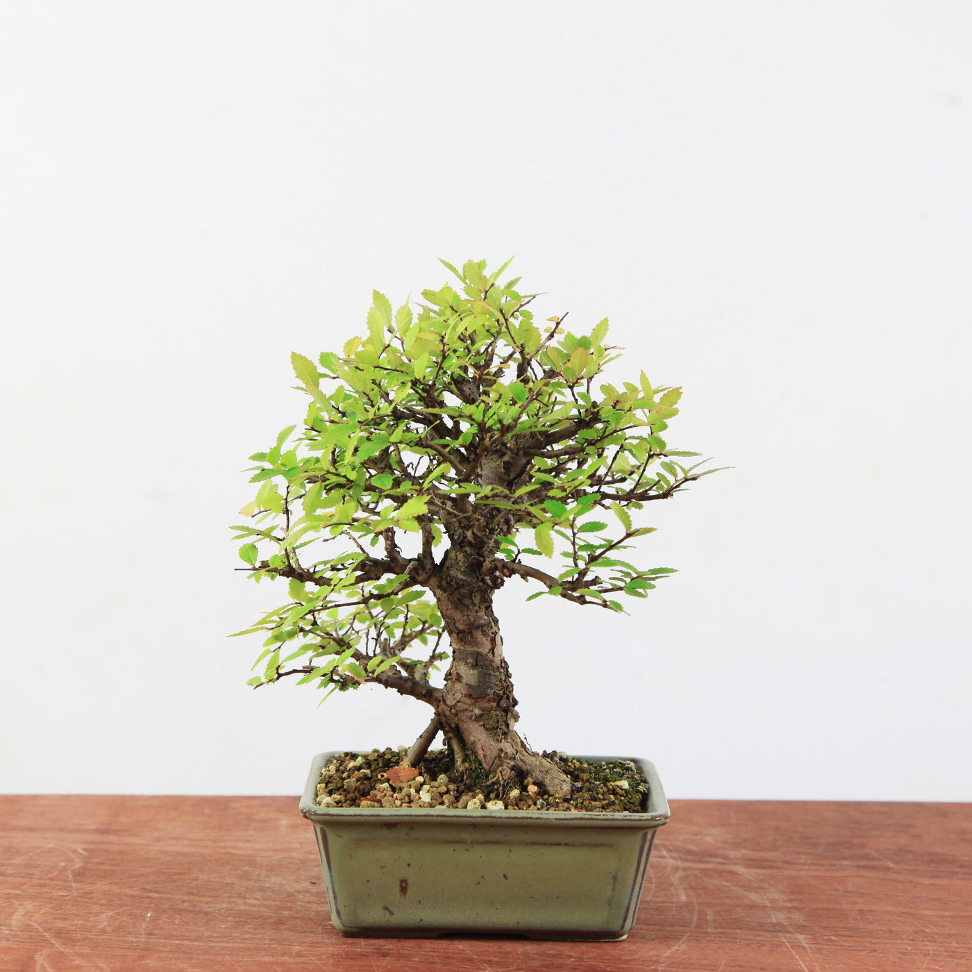 Bonsai Ulmus Corticosa 'Kurkiep'