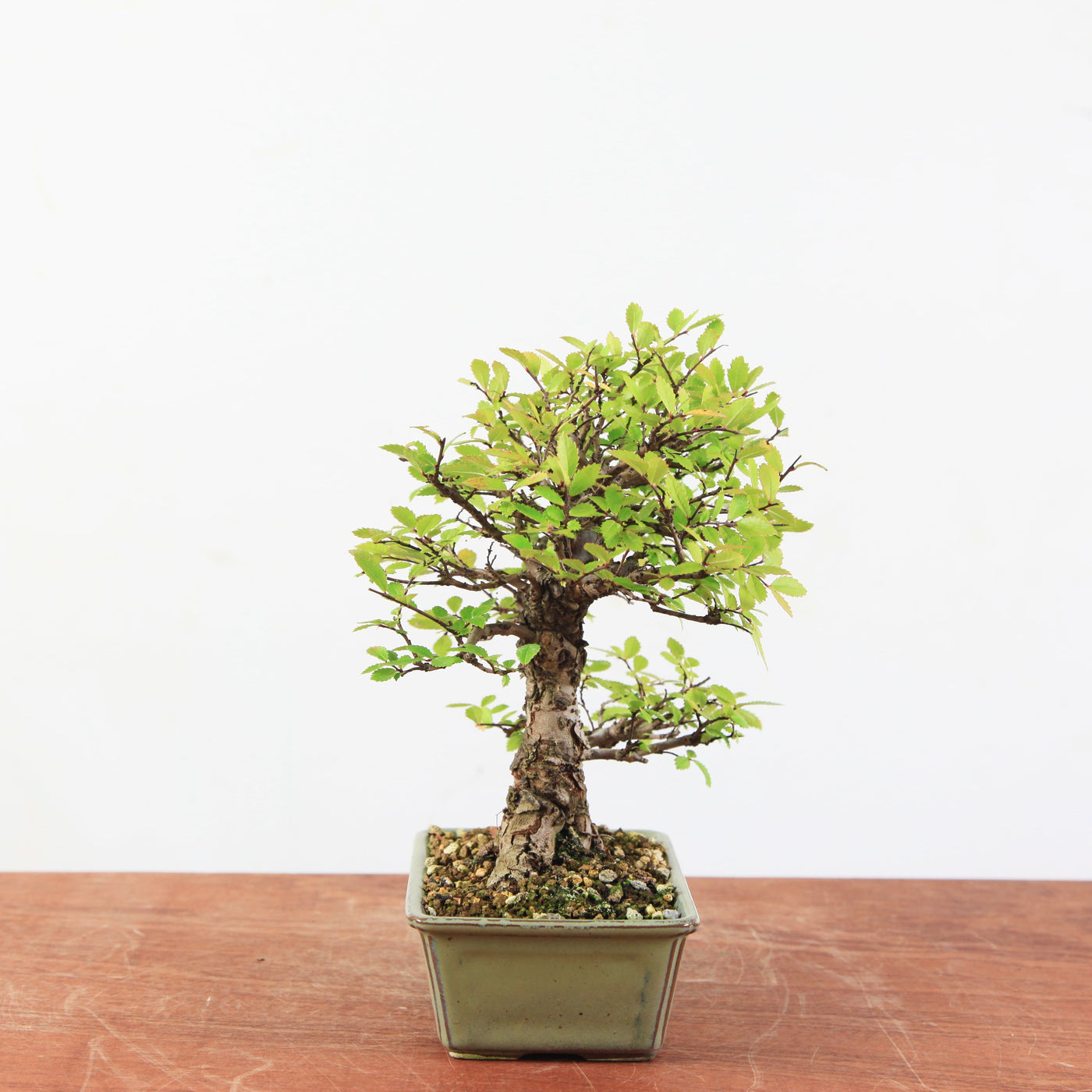 Bonsai Ulmus Corticosa 'Kurkiep'
