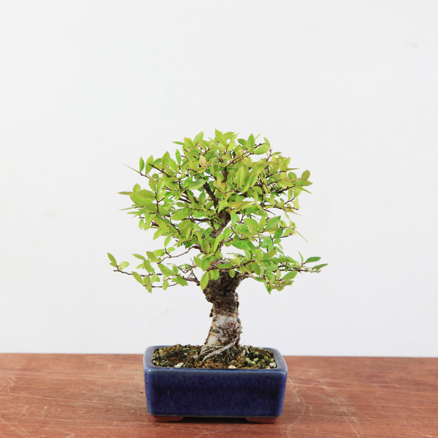 Bonsai Ulmus Corticosa 'Kurkiep'