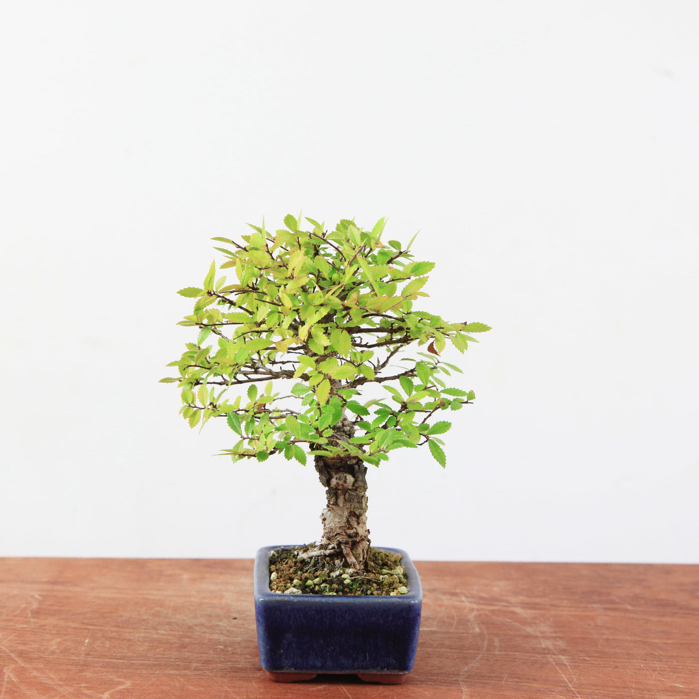 Bonsai Ulmus Corticosa 'Kurkiep'