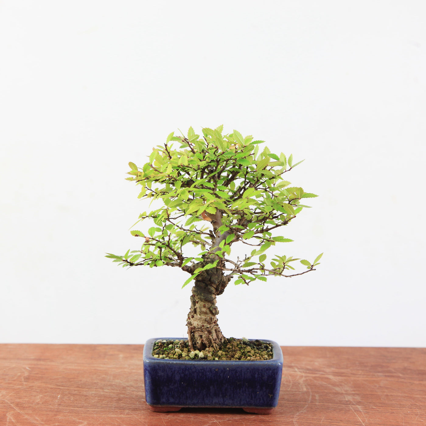 Bonsai Ulmus Corticosa 'Kurkiep'