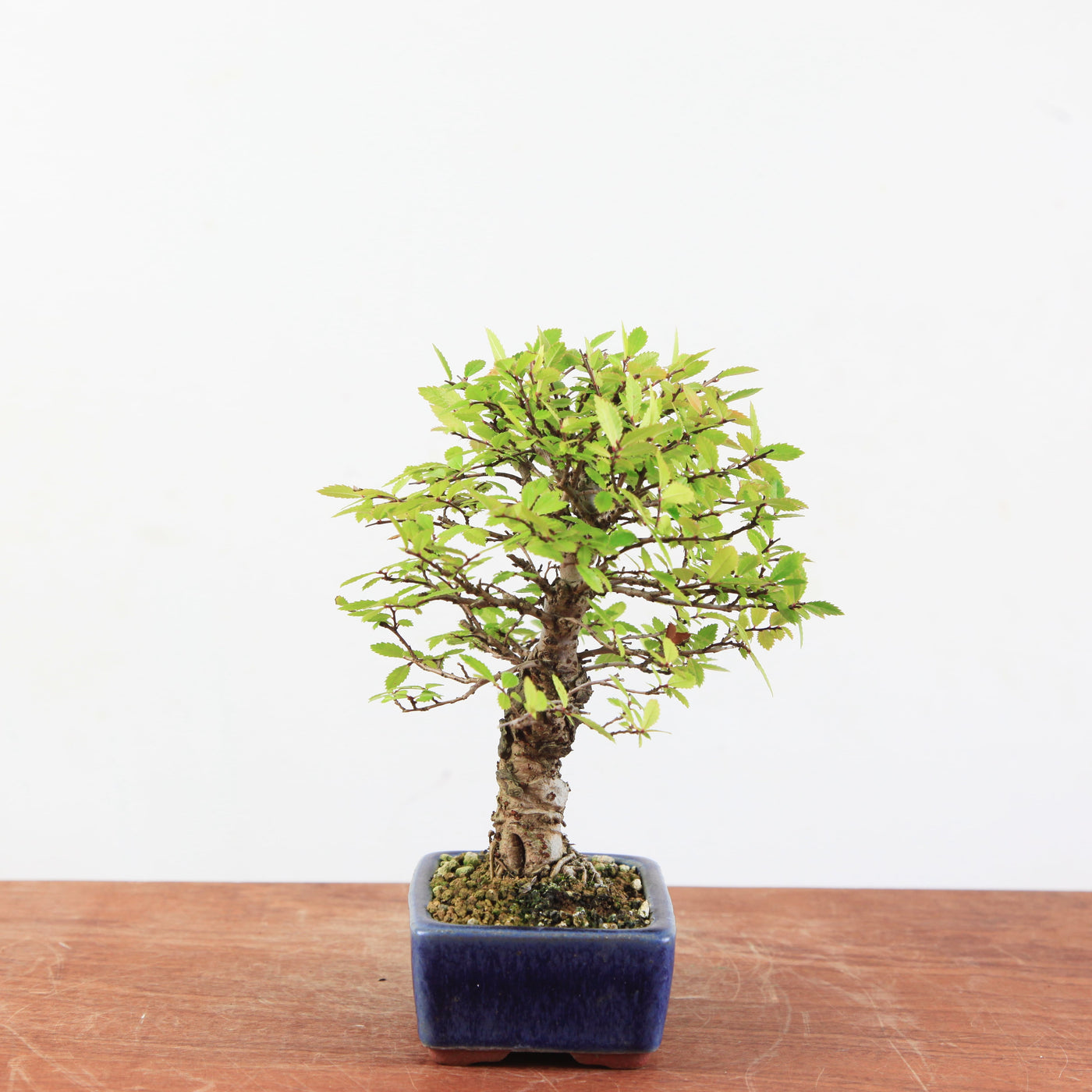 Bonsai Ulmus Corticosa 'Kurkiep'