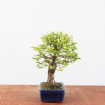 Bonsai Ulmus Corticosa 'Kurkiep'