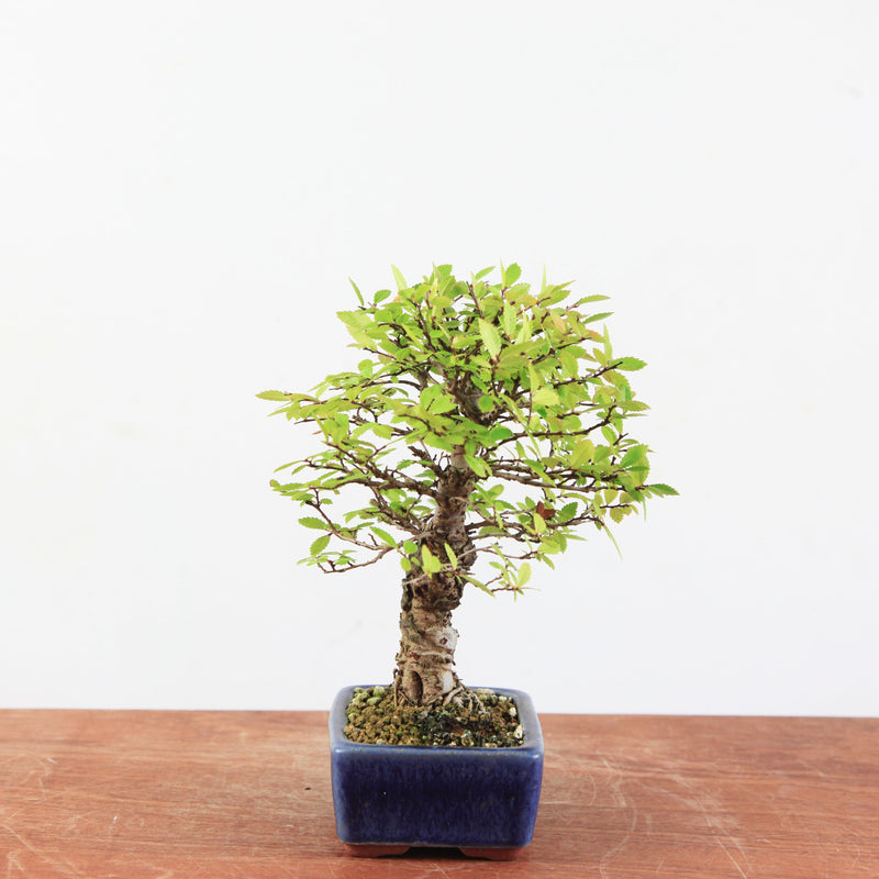 Bonsai Ulmus Corticosa 'Kurkiep'