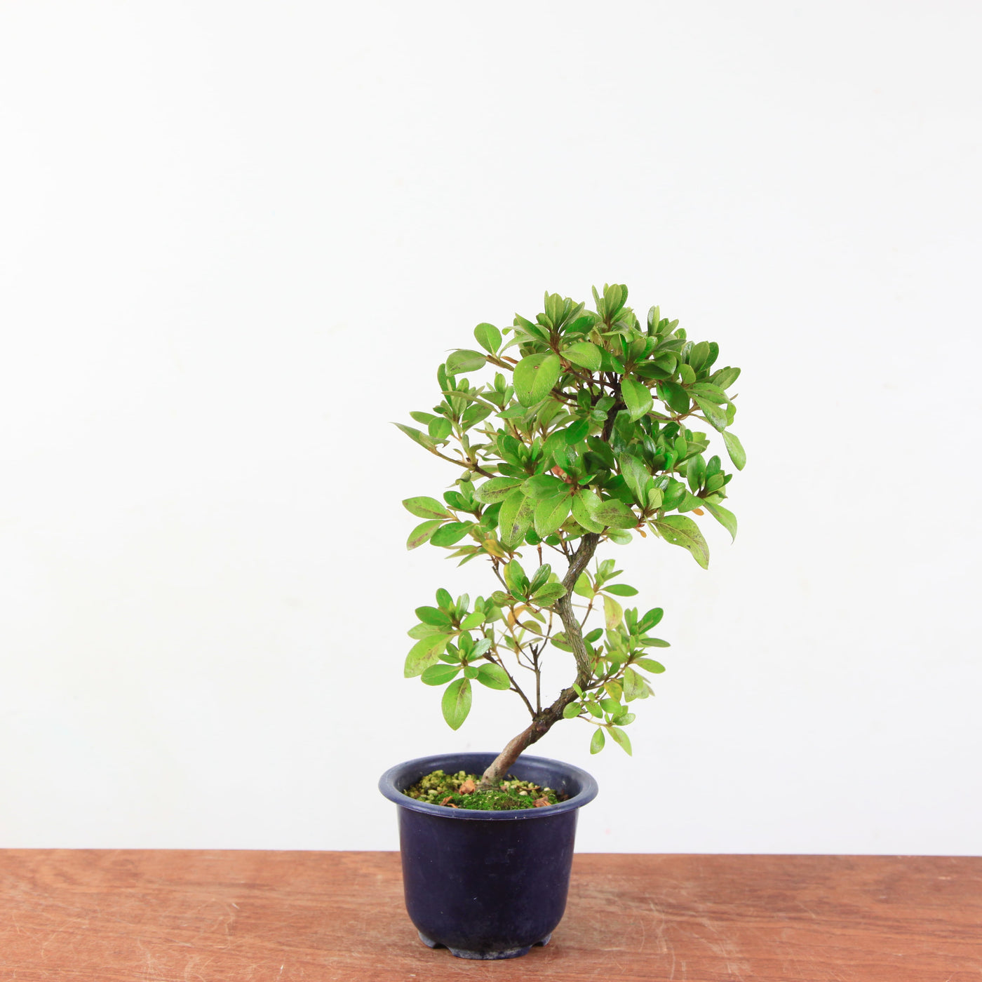 Bonsai azalea 'De satsuki' Kaminoyamakirin