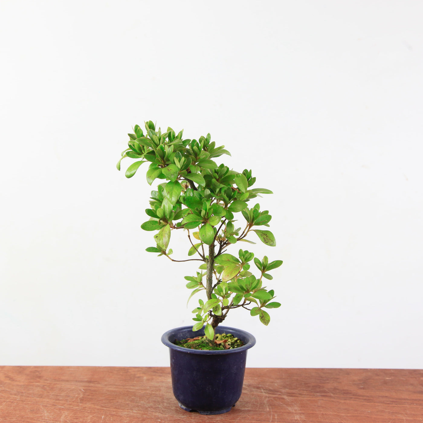 Bonsai azalea 'De satsuki' Kaminoyamakirin