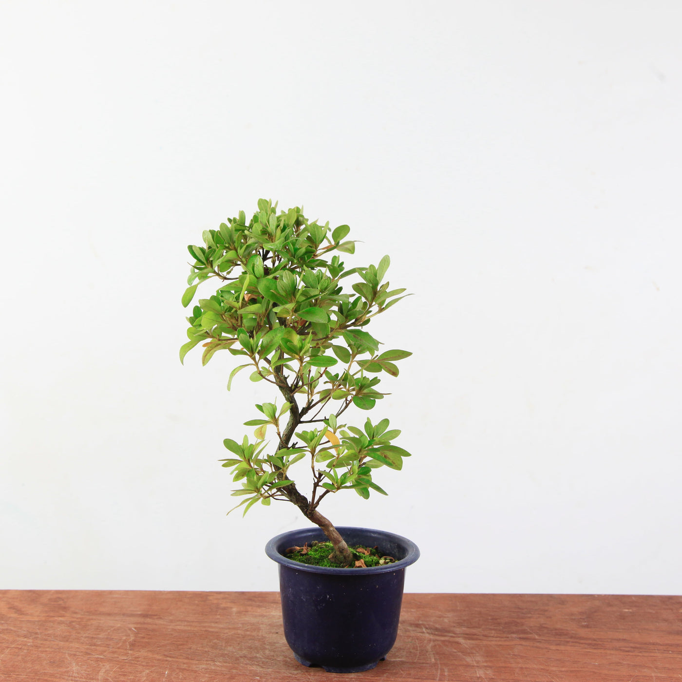 Bonsai azalea 'De satsuki' Kaminoyamakirin